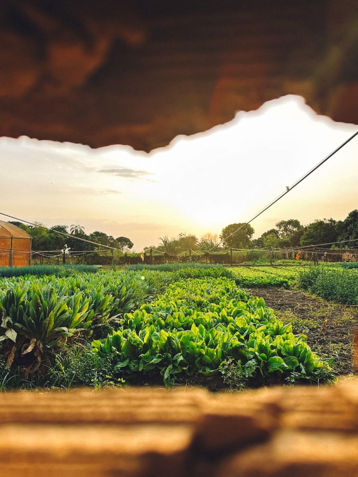 services-02 A verdant Brazilian farm at sunset, showcasing lush crops and serene landscape.