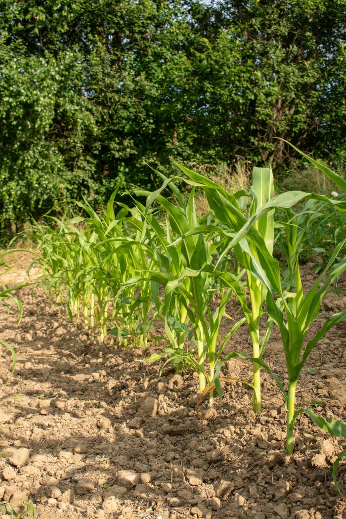 A vibrant cornfield under the sun with rows of young corn plants and lush green foliage.