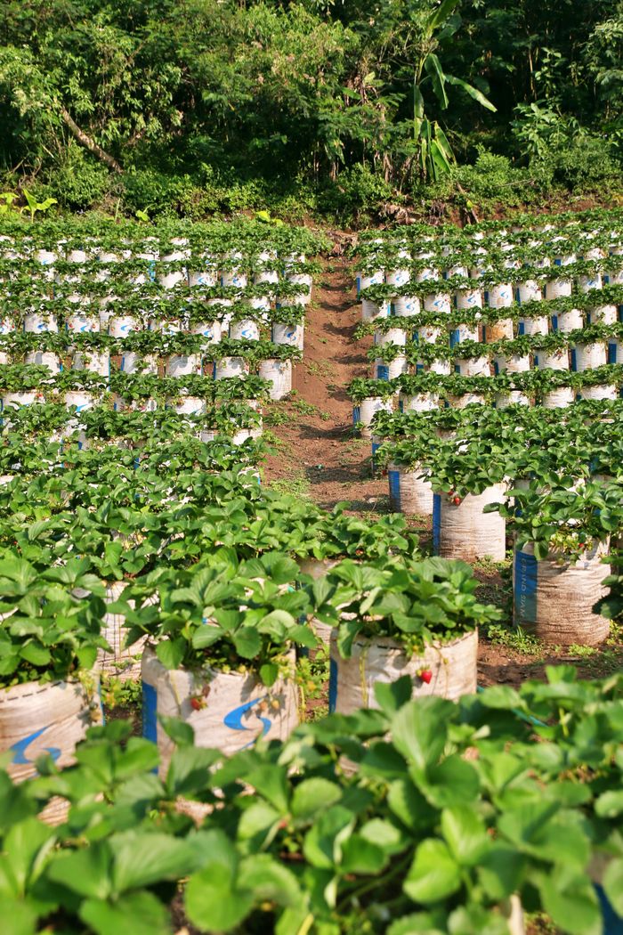 services-01 A vibrant strawberry plantation with rows of green plants under clear skies.
