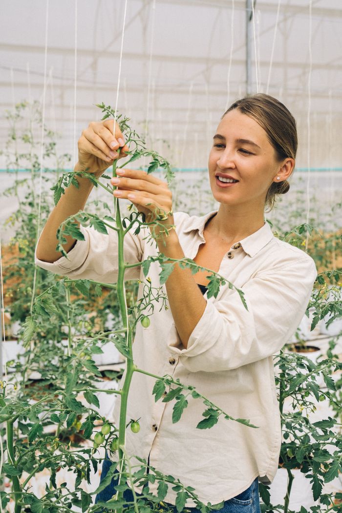 why-choose-us-02 Smiling woman adjusting tomato plants in a modern greenhouse setting.