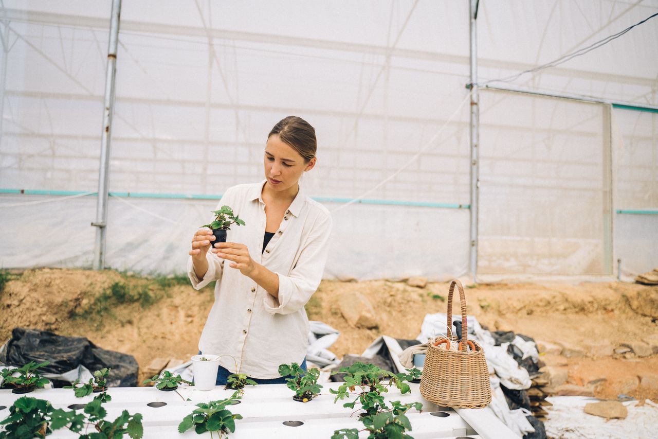 services-03 A woman examines a plant in an indoor hydroponic farm, wearing a white shirt with a woven basket nearby.
