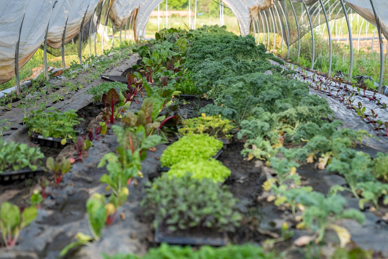 about-03 Lush green plants thrive in a semi-transparent greenhouse tunnel during summer.