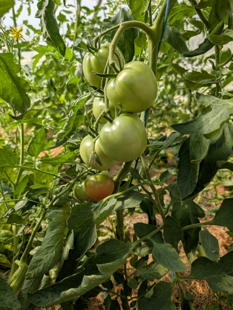 Les tomates